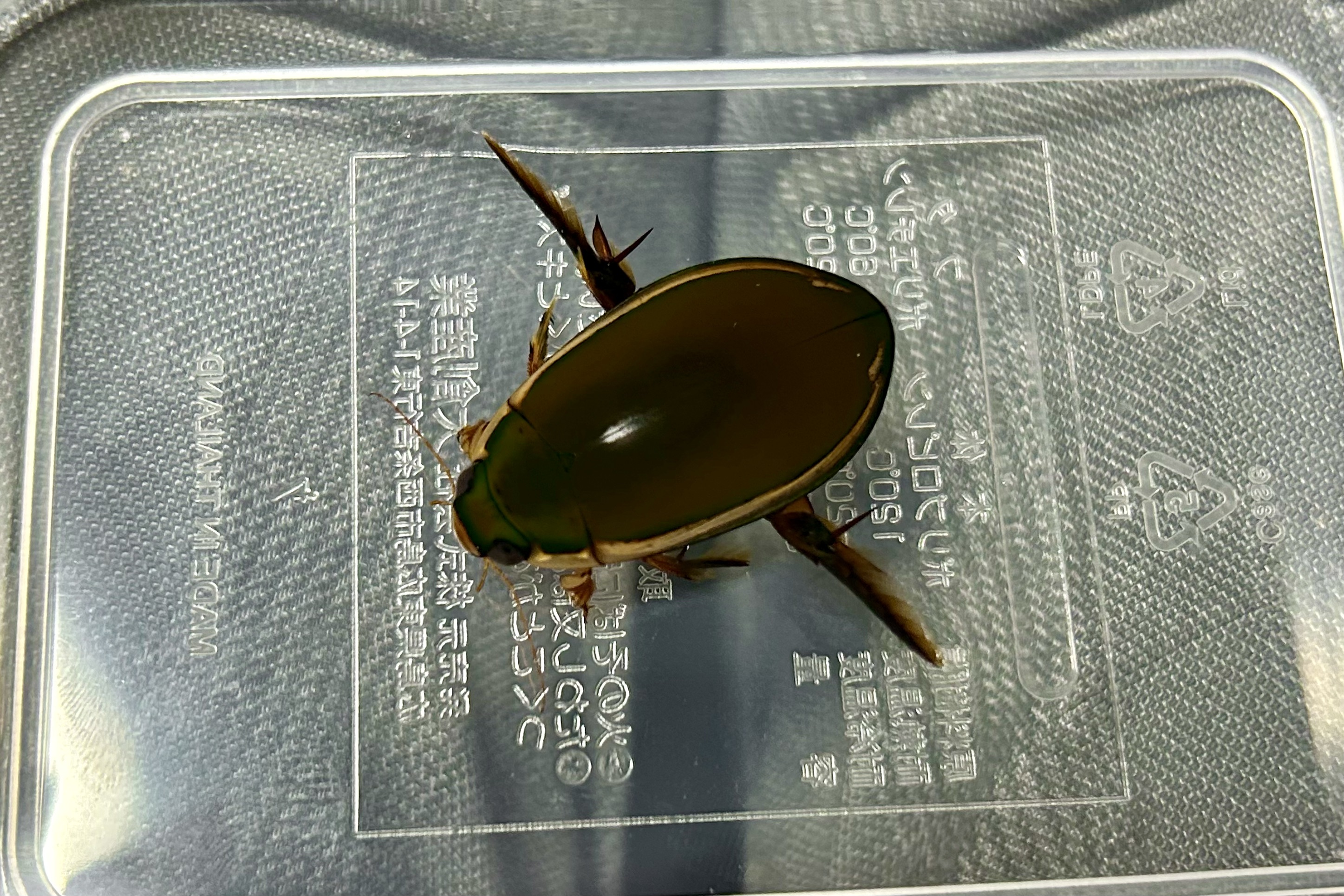 ヒメフチトリゲンゴロウ